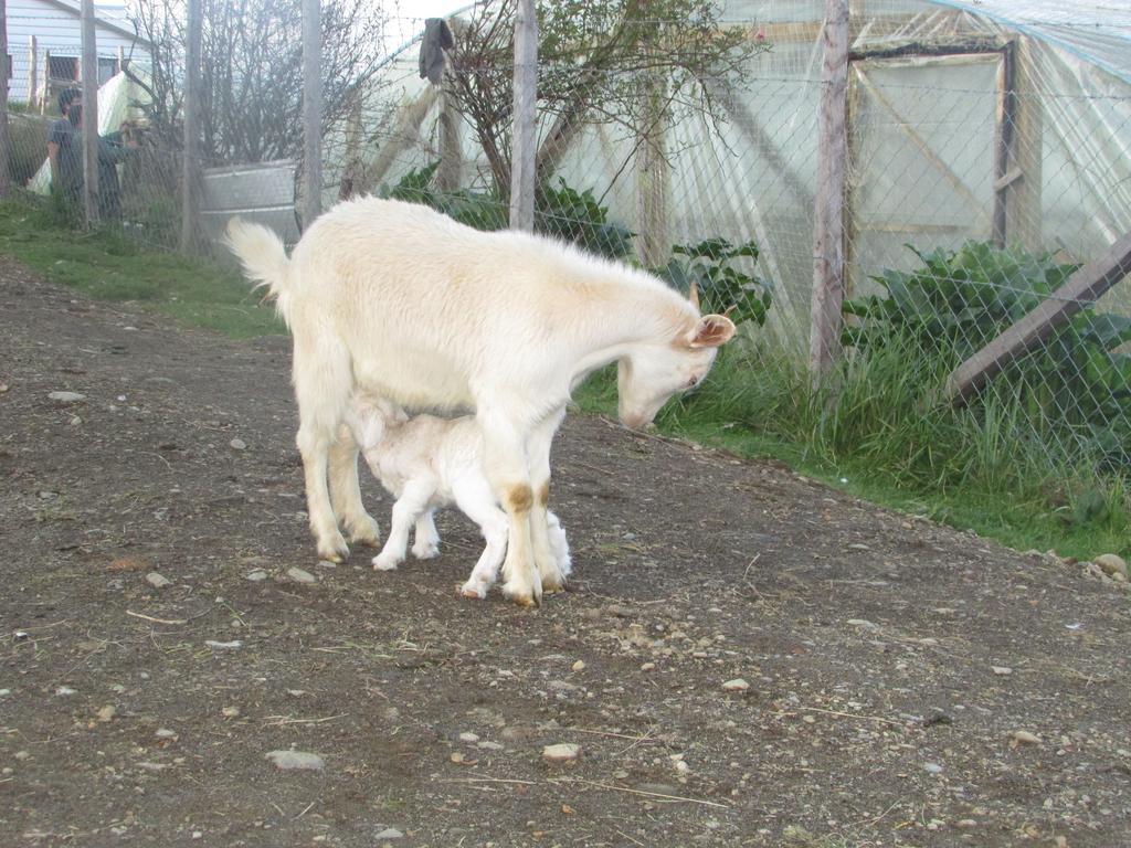 카스트로 Agroturismo Los Colihues 빌라 외부 사진